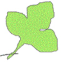 Logo Patrizio Thoma MW / RW- Gartenbau